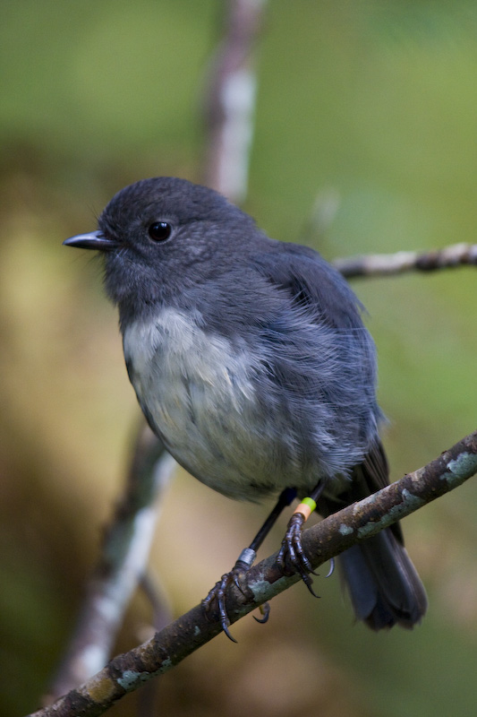 New Zealand Robin Perched On Branch